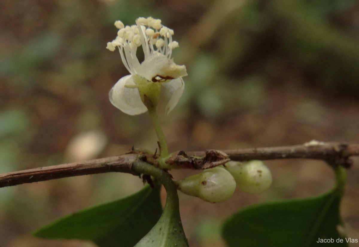 Eugenia rotundata (Trimen) Trimen